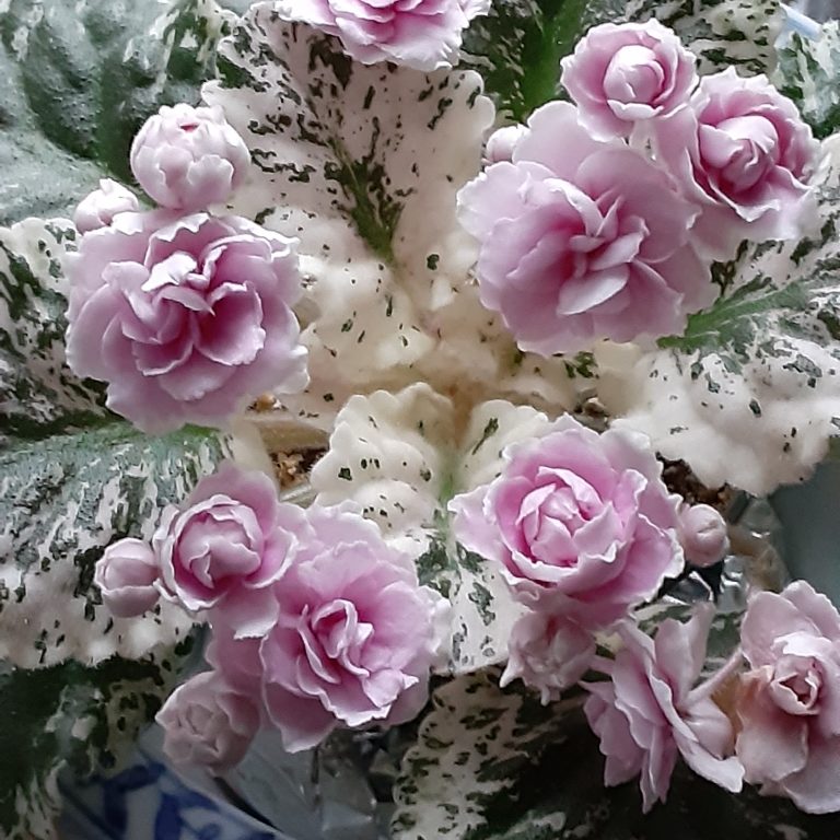 Saintpaulia 'Rose Bouquet'